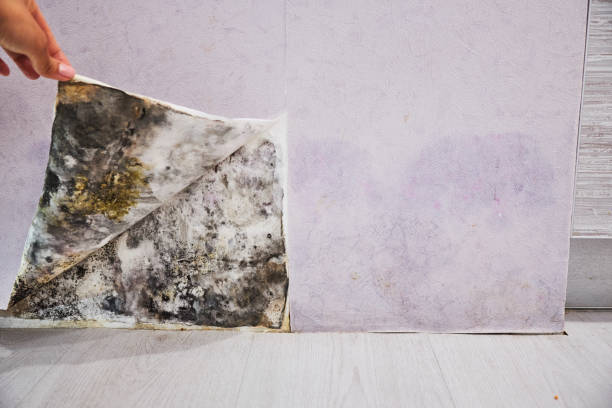 Best Affordable Mold Removal  in Jamul, CA